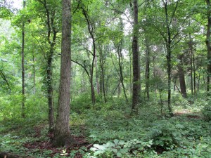 Wooded terrain around the Battle of Chickamauga