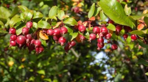 crabapple-193676_960_720