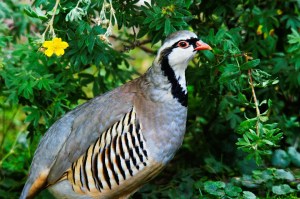 rock-partridge-50362_960_720